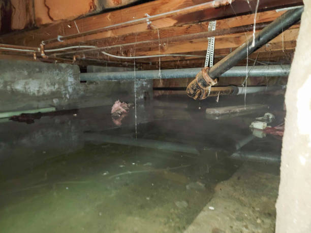 Best Local water damage restoration  in Western Springs, IL